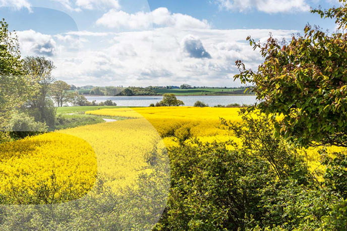Im Vordergrund ein blühendes, gelbes Rapsfeld und im Hintergrund ein See, eingerahmt durch einen wolkigen blauen Himmel.