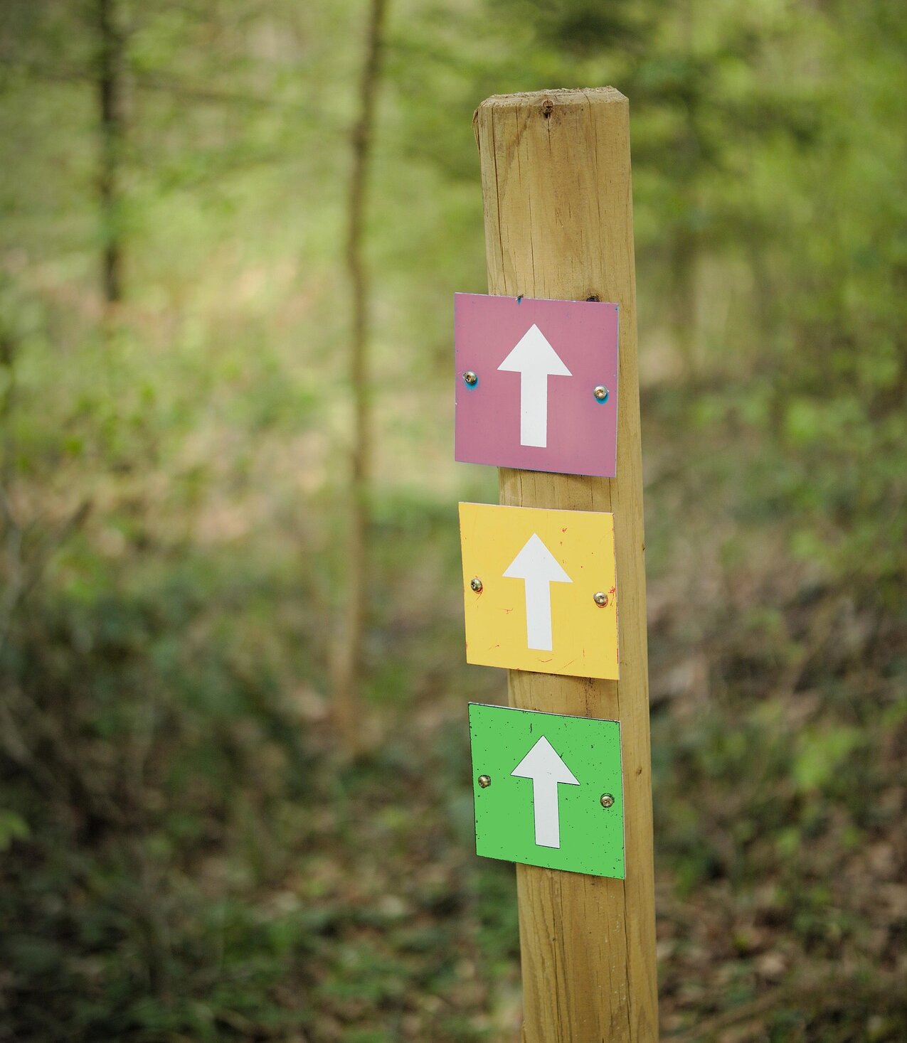 Ein hölzerner Pfosten im Wald mit drei farbigen Schildern – oben lila, in der Mitte gelb, unten grün – jeweils mit einem weißen Pfeil, der nach oben zeigt.