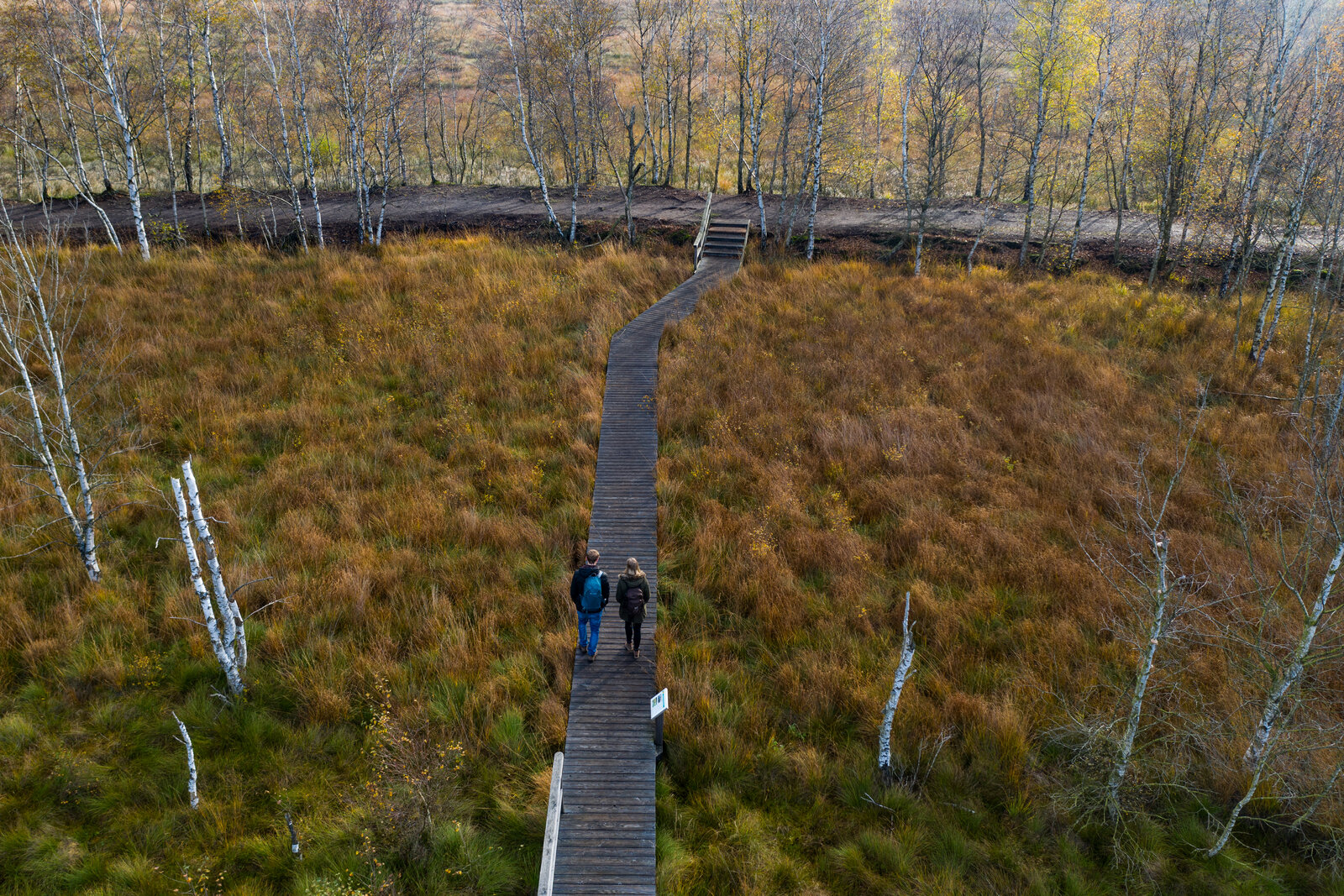 Ein Holzsteg schlängelt sich durch eine weite Moorlandschaft mit goldbraunem Gras und vereinzelten Birken. Zwei Personen gehen den Steg entlang, umgeben von herbstlichen Farben und der Stille der Natur. Im Hintergrund ist ein Waldstück mit kahlen und teilweise belaubten Bäumen zu sehen.