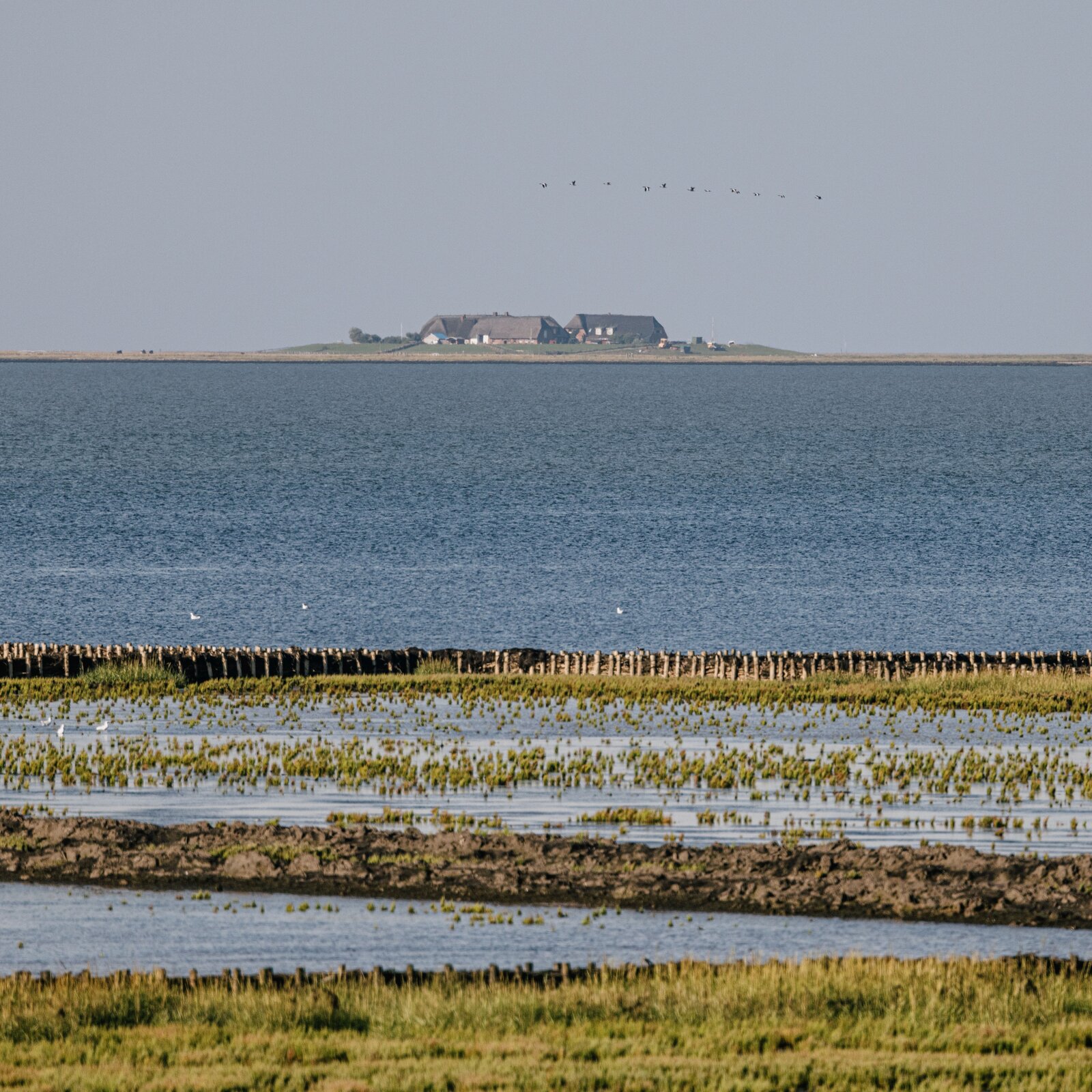 Weite K&uuml;stenlandschaft im Wattenmeer: Im Vordergrund flache Wasserfl&auml;chen mit Salzwiesen und Prielen, dahinter ein Deich. In der Ferne liegt eine kleine Hallig mit reetgedeckten H&auml;usern, dar&uuml;ber fliegen V&ouml;gel am Himmel.