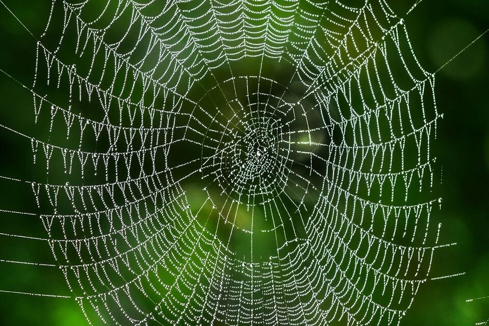 Spinnennetz mit Tautropfen vor gr&uuml;nem Hintergrund