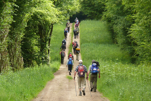 Eine Gruppe von Wandernden bewegt sich auf einem naturbelassenen Weg durch eine grüne, von Bäumen gesäumte Landschaft. Mit Rucksäcken und Wanderstöcken ausgestattet, genießen sie gemeinsam die Bewegung in der Natur.